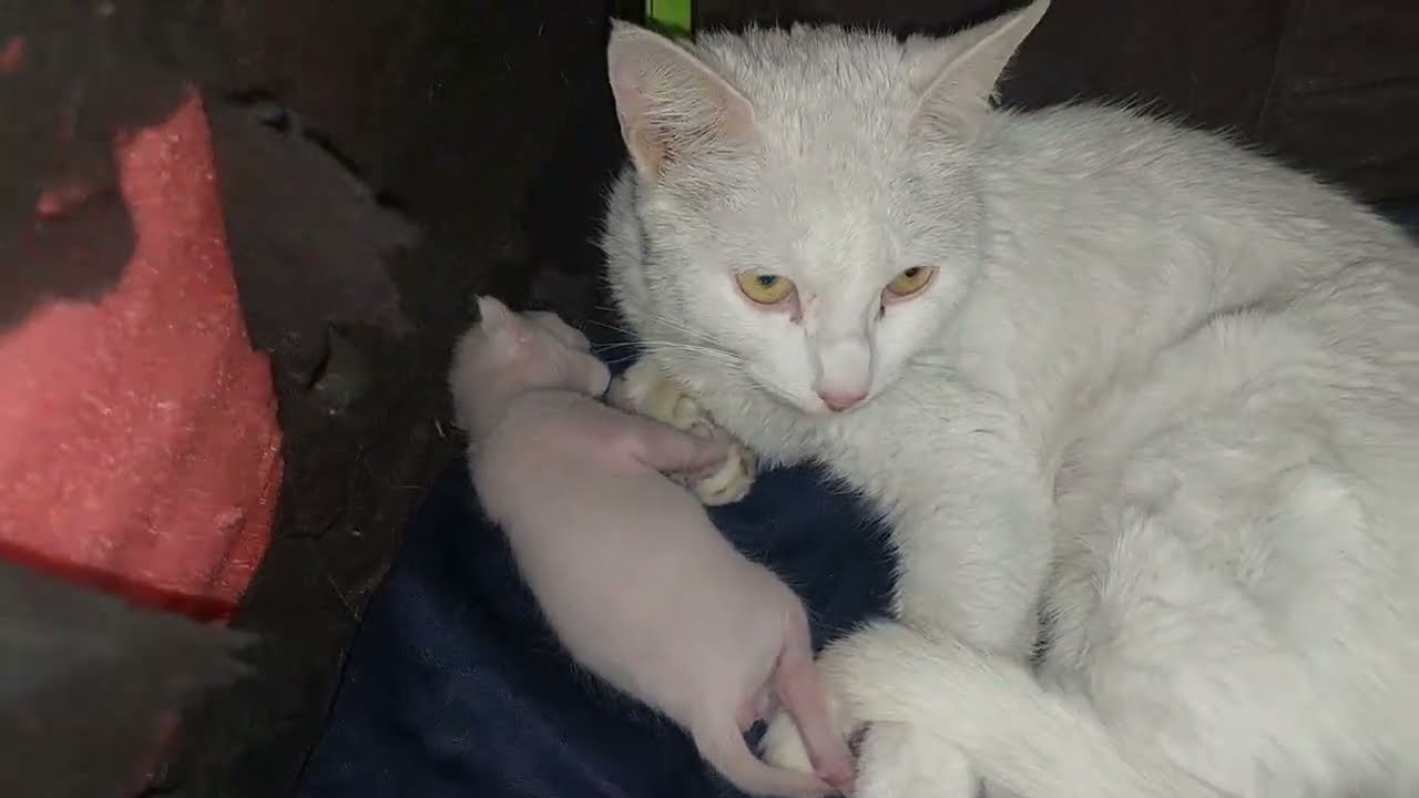 Newborn Kitten Cries Loudly… But Mama Doesn’t Respond 😢🐾