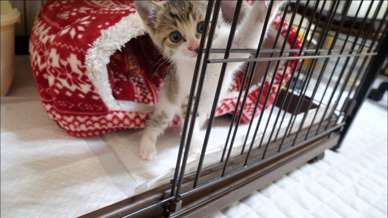 【保護猫】ナデナデするとご飯の時間だと理解した子猫がこちら