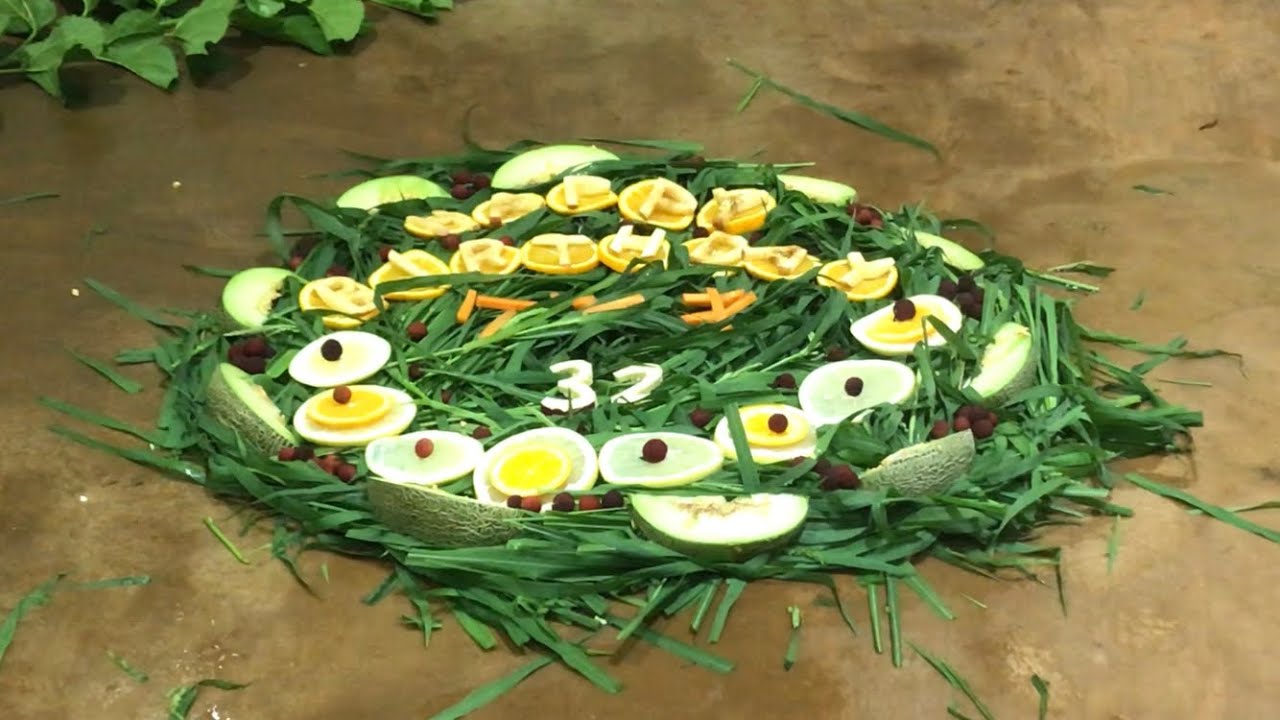 Happy  Birthday ‼︎ ゲンキ⭐️ゴリラ(84)【京都市動物園】Gorilla    genki