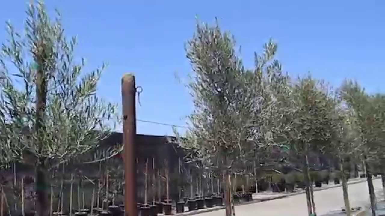 Majestic Beauty Fruitless Olive Tree - 24