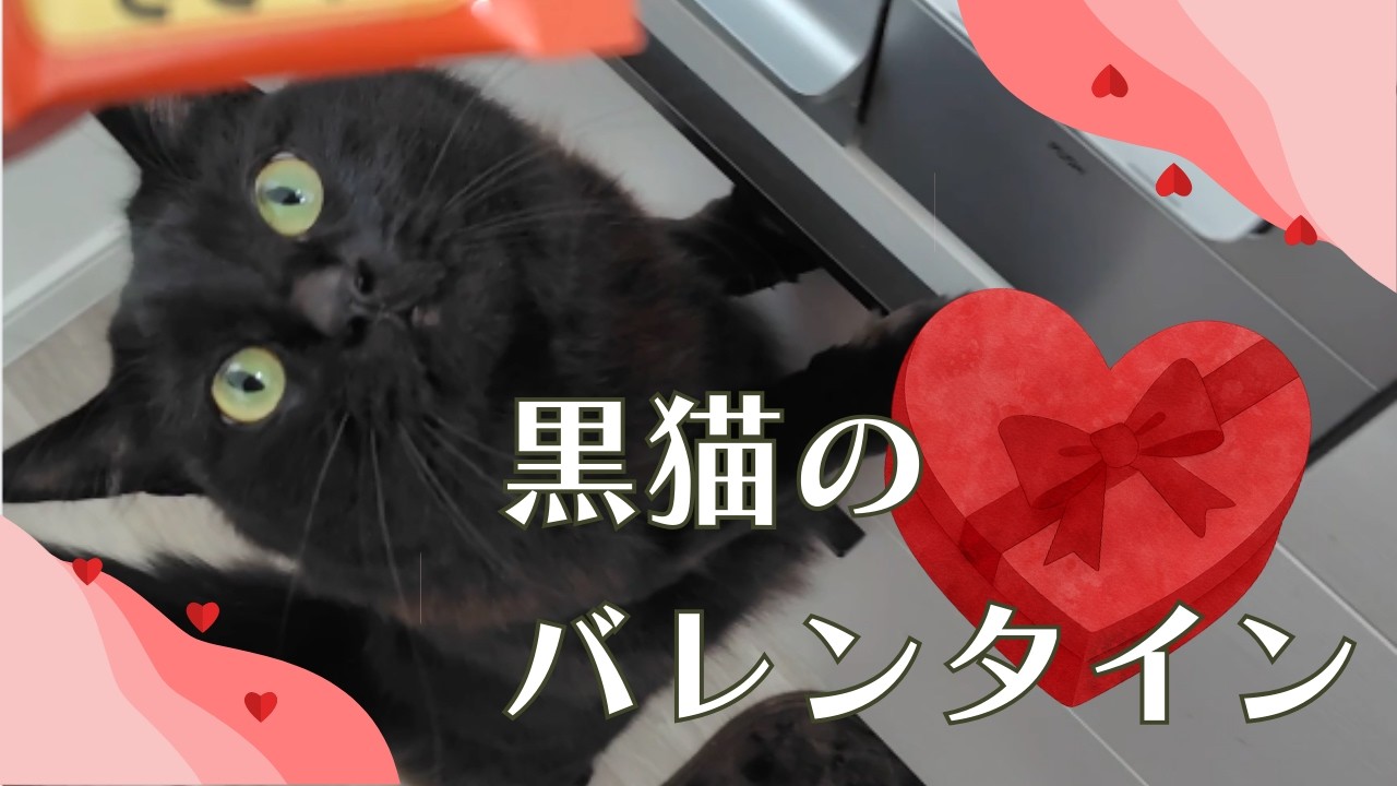 ハッピーバレンタイン！ママにバレンタインちゅーるをもらえて大喜び！…のはずが最後にまさかの行動にｗｗｗ