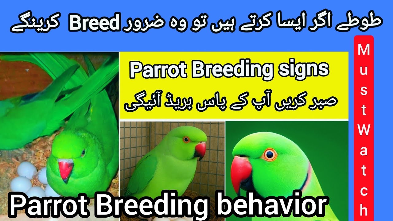 Parrot breeding behavior 🦜 | Ringneck parrot breeding signs & mating behavior
