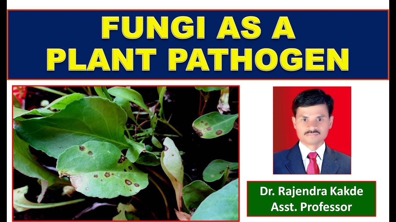 Fungi as a Plant Pathogen