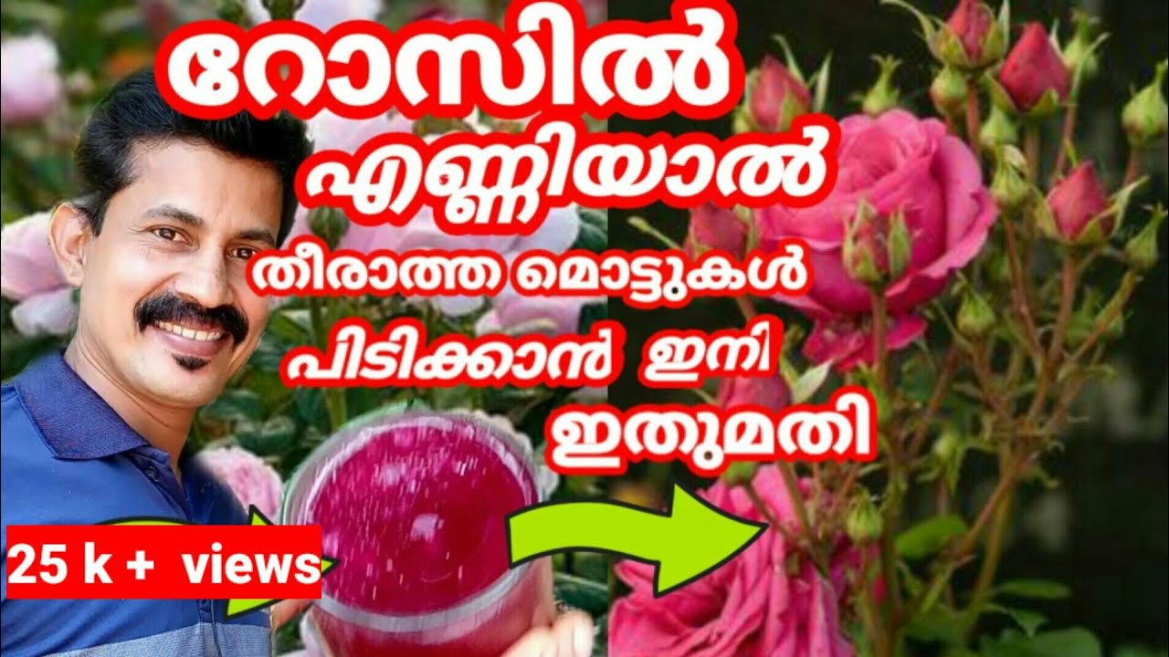 Rose increase tip/റോസ്സിൽ ഭ്രാന്ത് പിടിച്ചപ്പോലെ  മൊട്ടുകൾ പിടിക്കാൻ ഈയൊരുവളം മതി/Btech MIX MEDIA