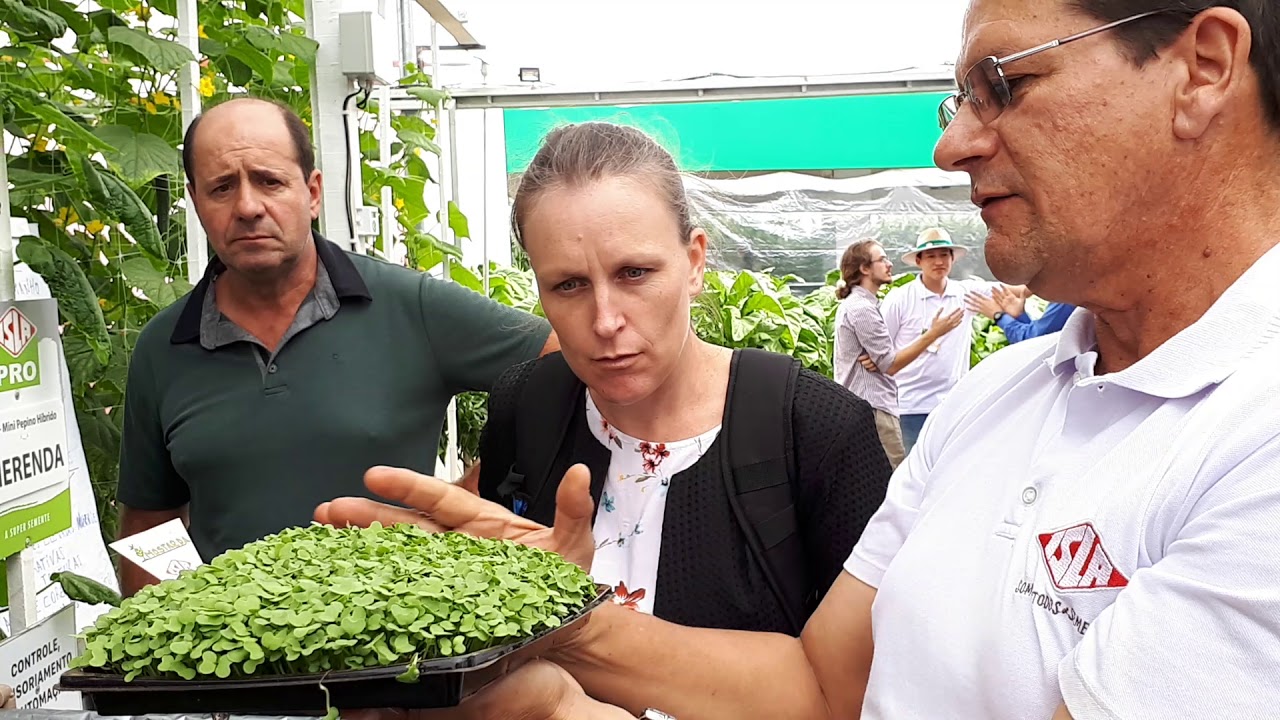 Como cultivar microverdes