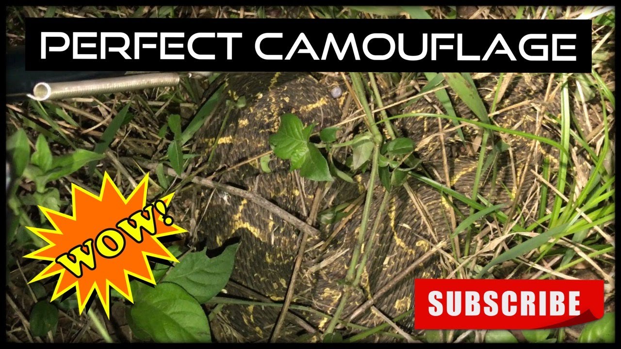 SO PERFECTLY CAMOUFLAGED I NEARLY STOOD ON IT!!!