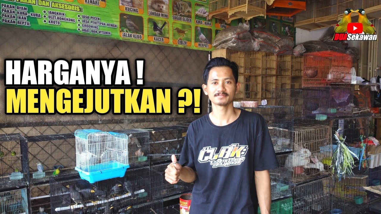SIDAK ! RUMAH HEWAN RANGKAS BITUNG