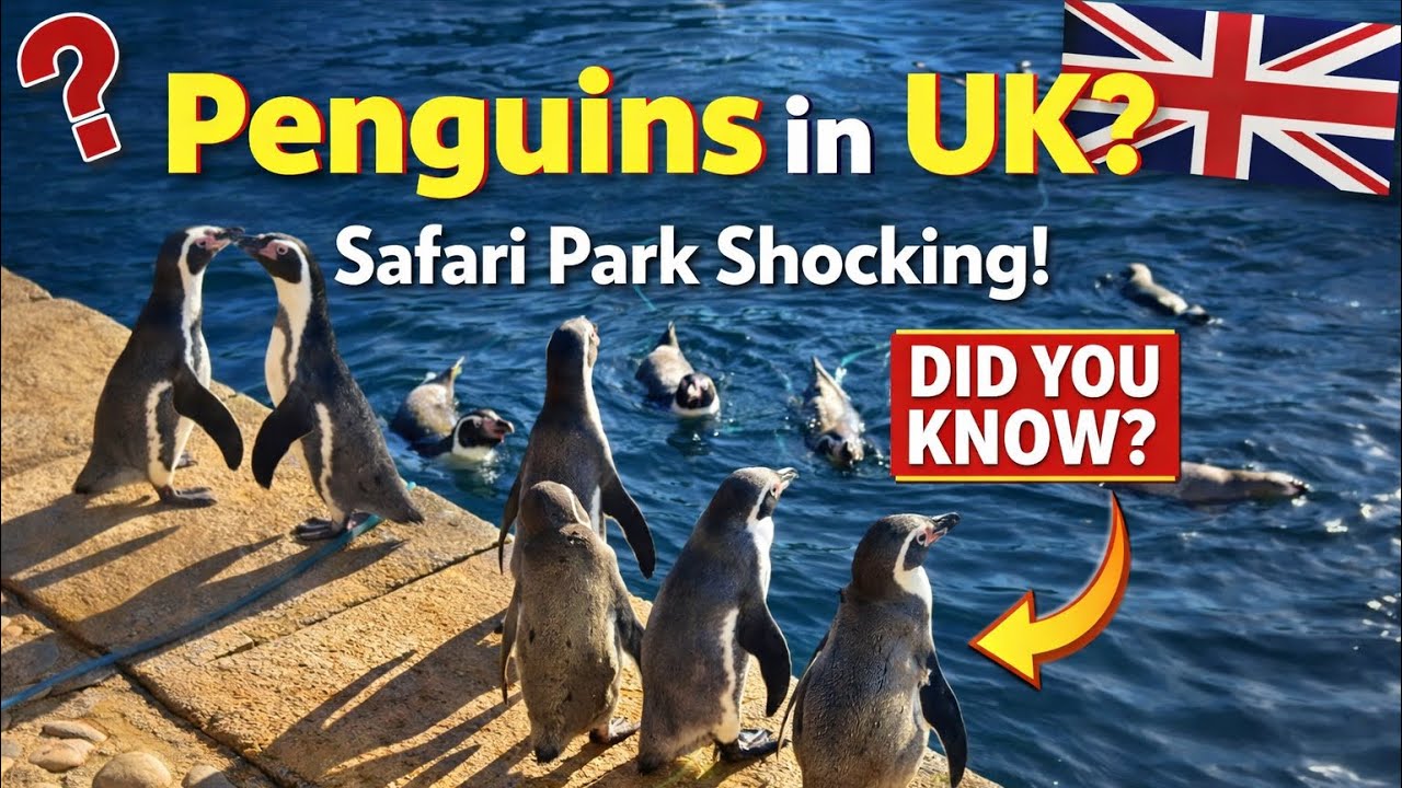 This Shocked Me in a UK Safari Park 😳🐧? 