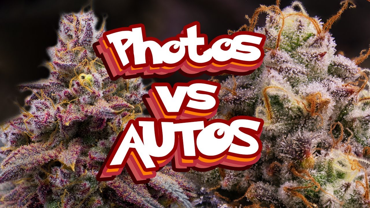 Photos VS AUTOS  - Growing my Favorite Plants During the Winter, The Setup Ep.1 - Medic grow Smart-8