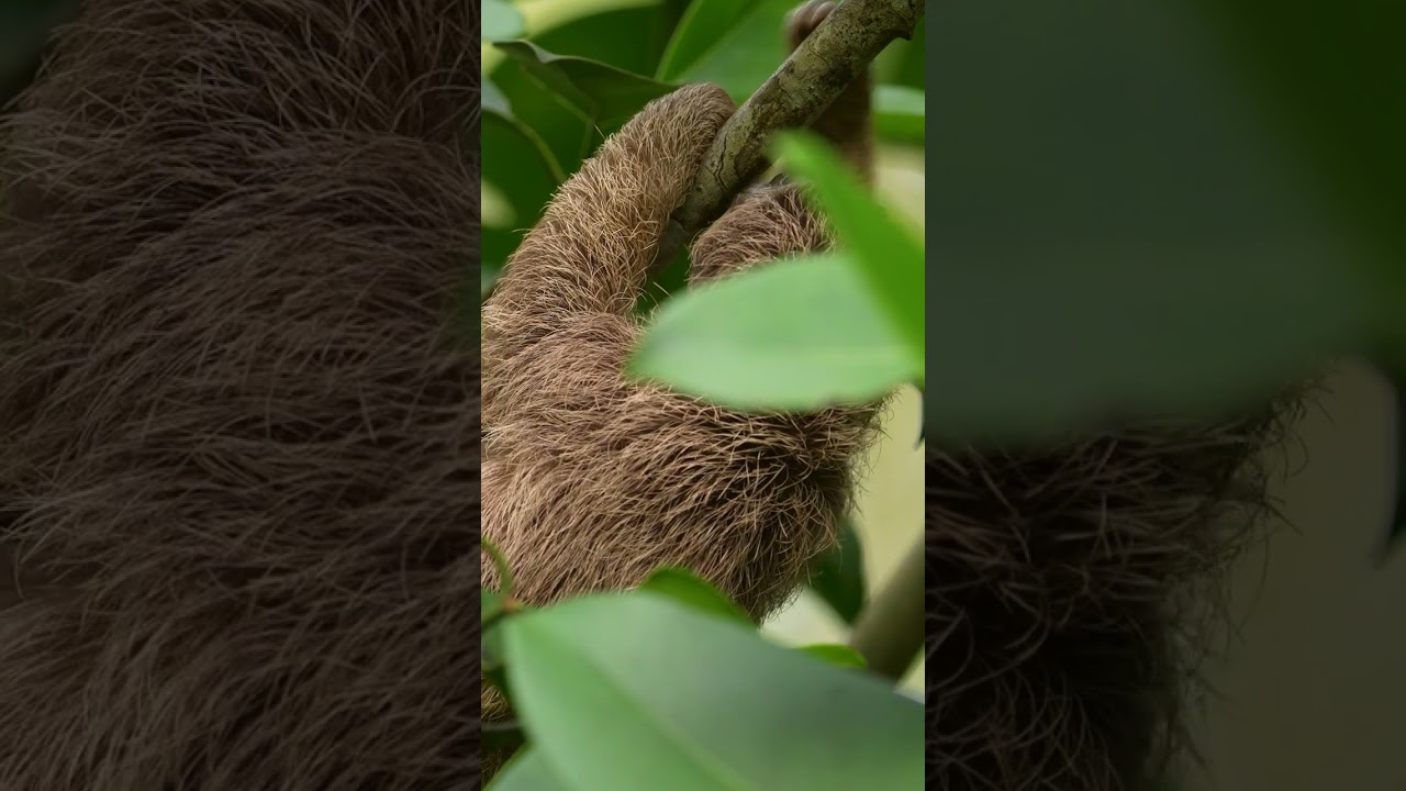 Baby sloth's first adventures🦥 #discoverwildlife #robertefuller #wildtravel