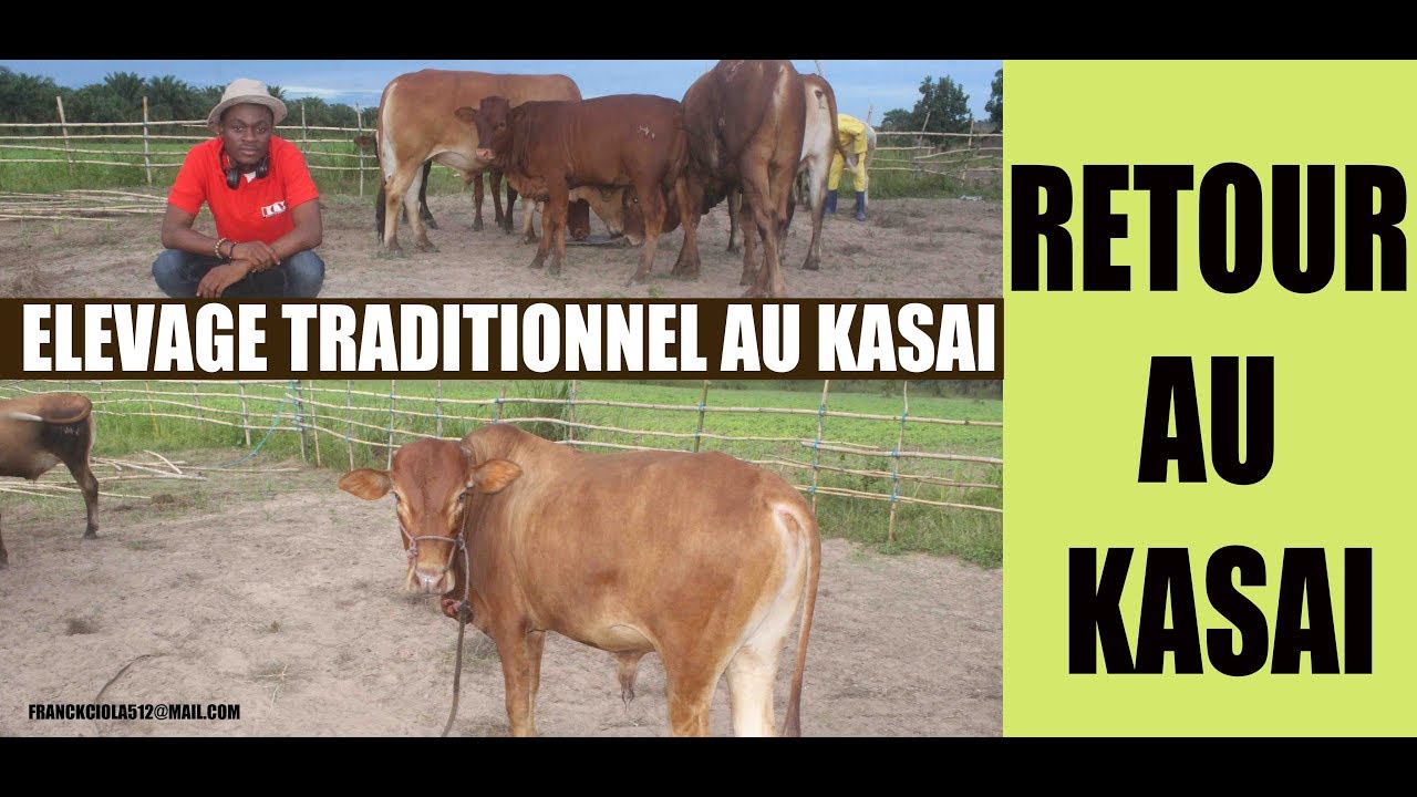 ELEVAGE TRADITIONNEL AU KASAI -TRADITIONAL BREEDING AT KASAI 04 avril 2020