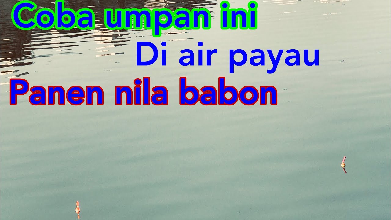 Mancing Ikan Nila Babon Di Air Payau ||Muara || Racikanya Lumut Seperti Ini || Panen Strek