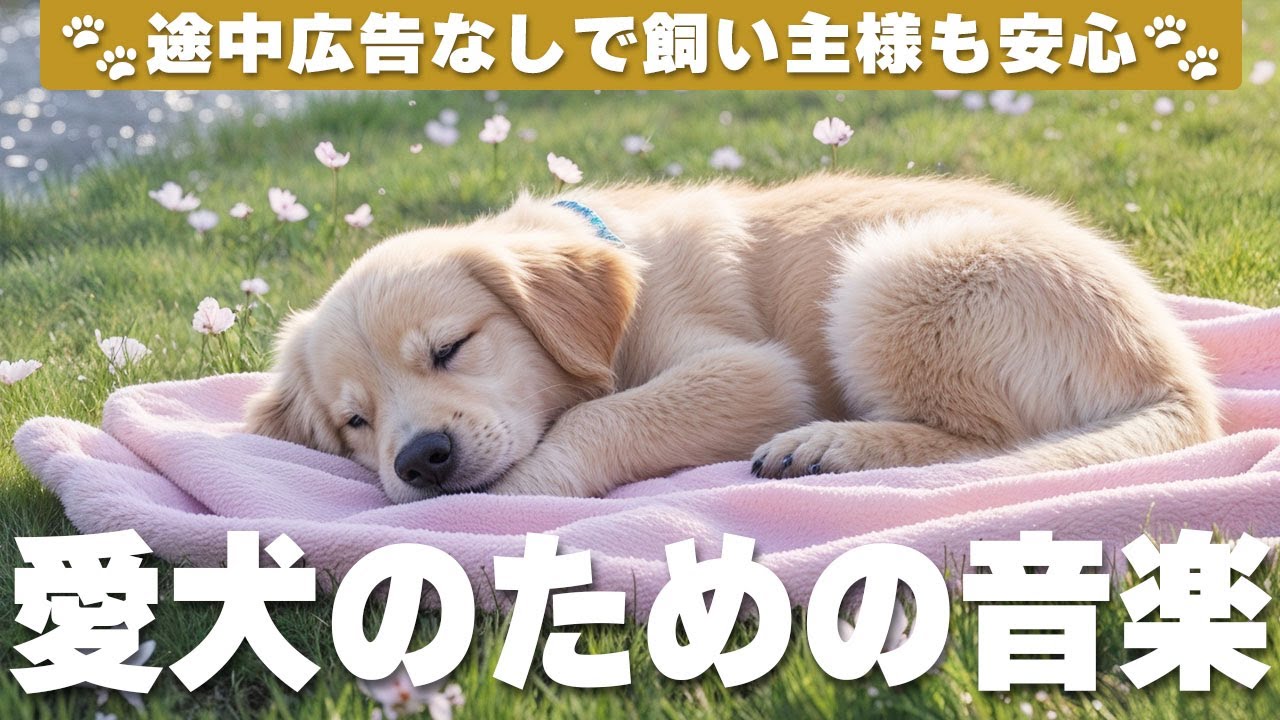 🎶犬が落ち着く音楽（広告なし）🎶 不安分離症対策に最適な音楽