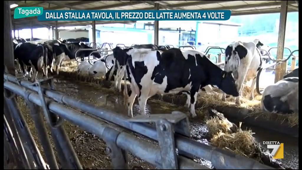 Dalla Stalla a Tavola, il prezzo del Latte aumenta 4 volte