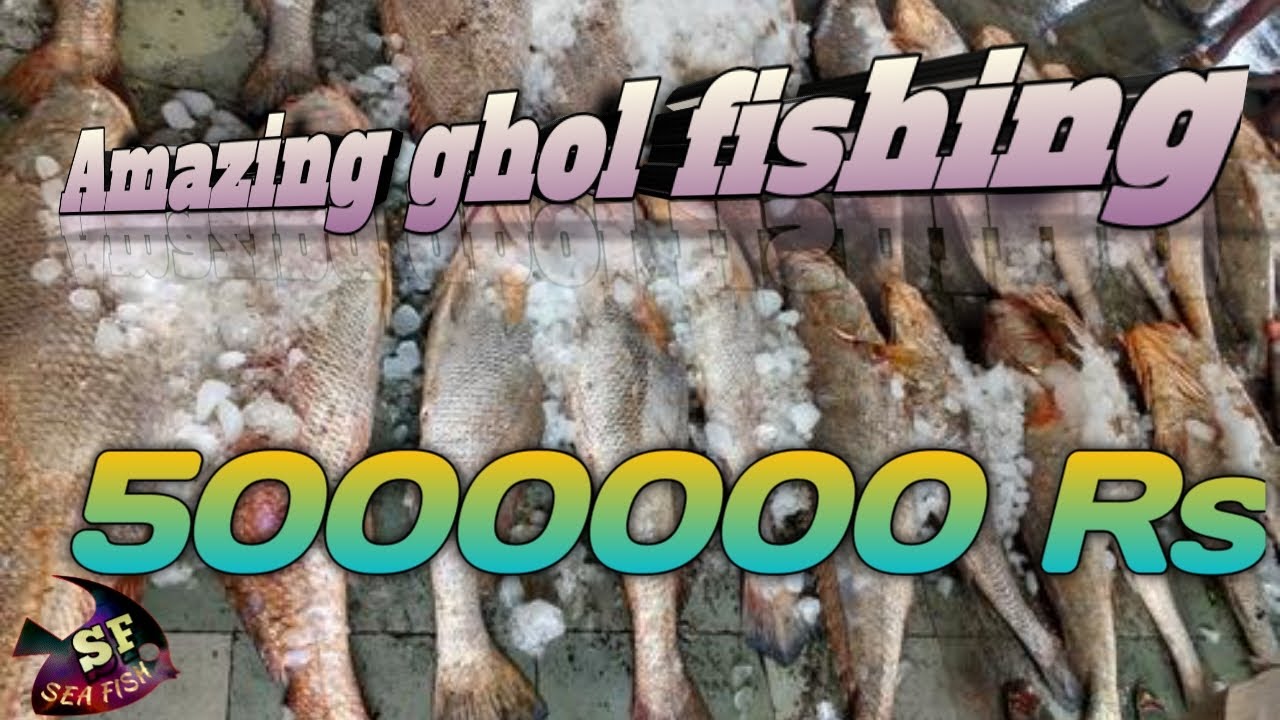 Amazing ghol fishing ghol fish | sea fish official