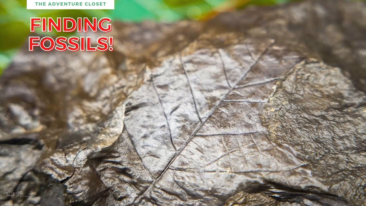 Fossil Hunting | Take it or Leaf it!