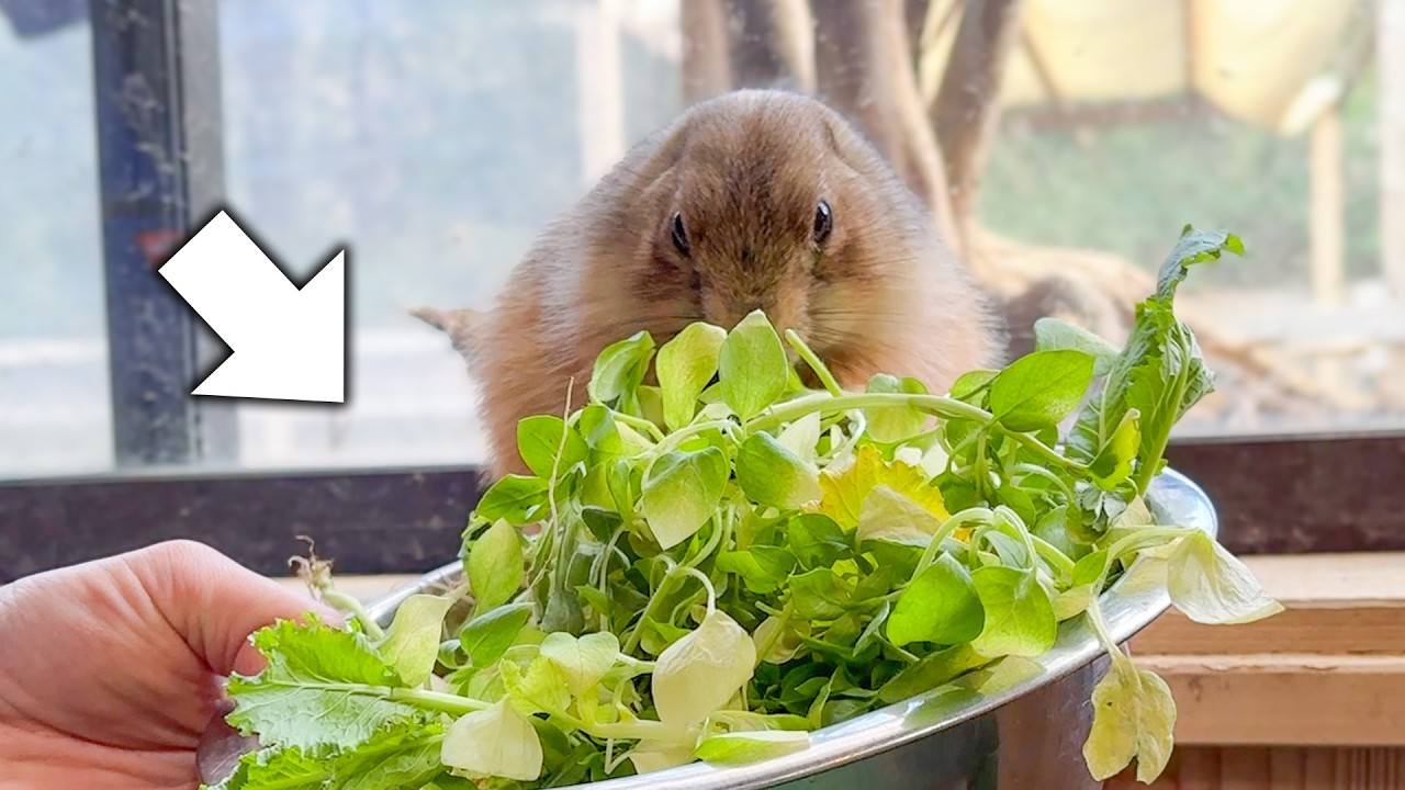 大量の美味しいエサにモグモグが止まらないプレーリードッグ！【七草🌱】