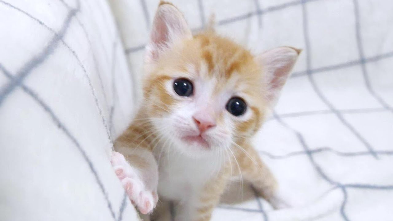 この後子猫は間一髪で救出されました【赤ちゃん猫　保護猫】
