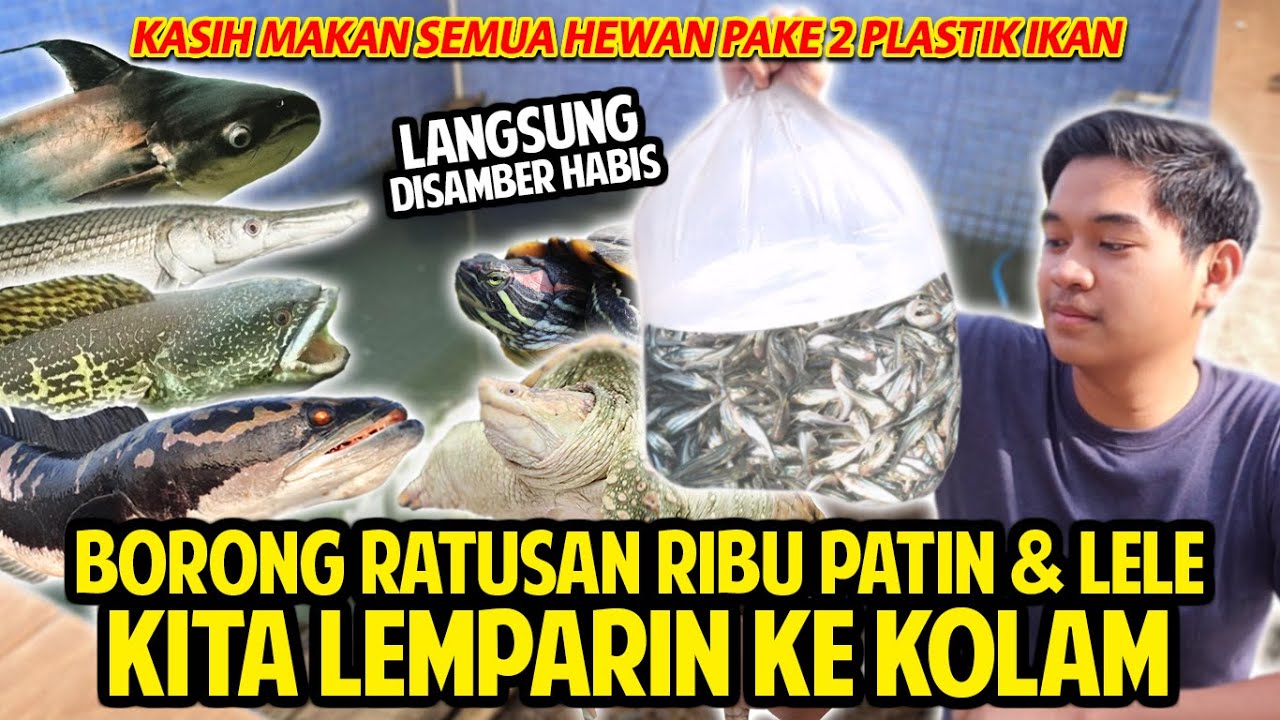 BORONG RATUSAN RIBU BIBIT PATIN DAN LELE! KITA KASIH MAKAN KE SEMUA HEWAN DIRUMAH! LEMPAR KOLAM!
