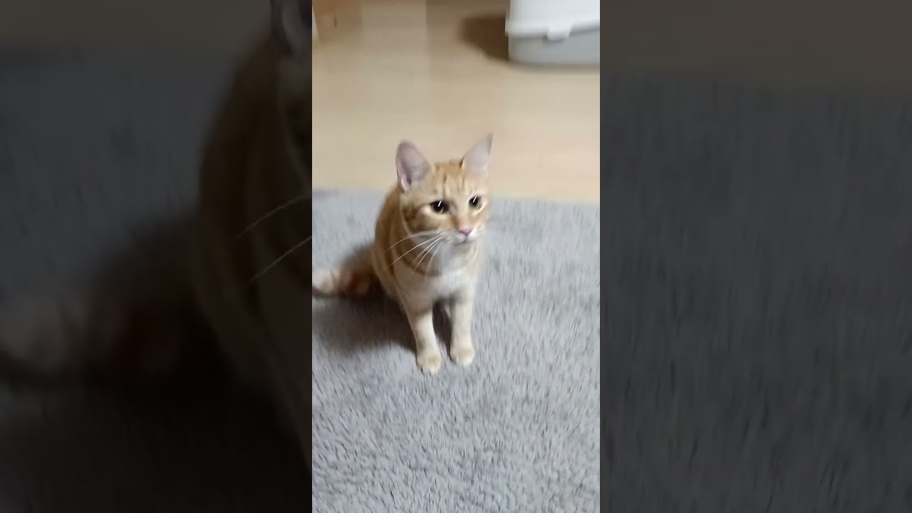 犬みたいな猫