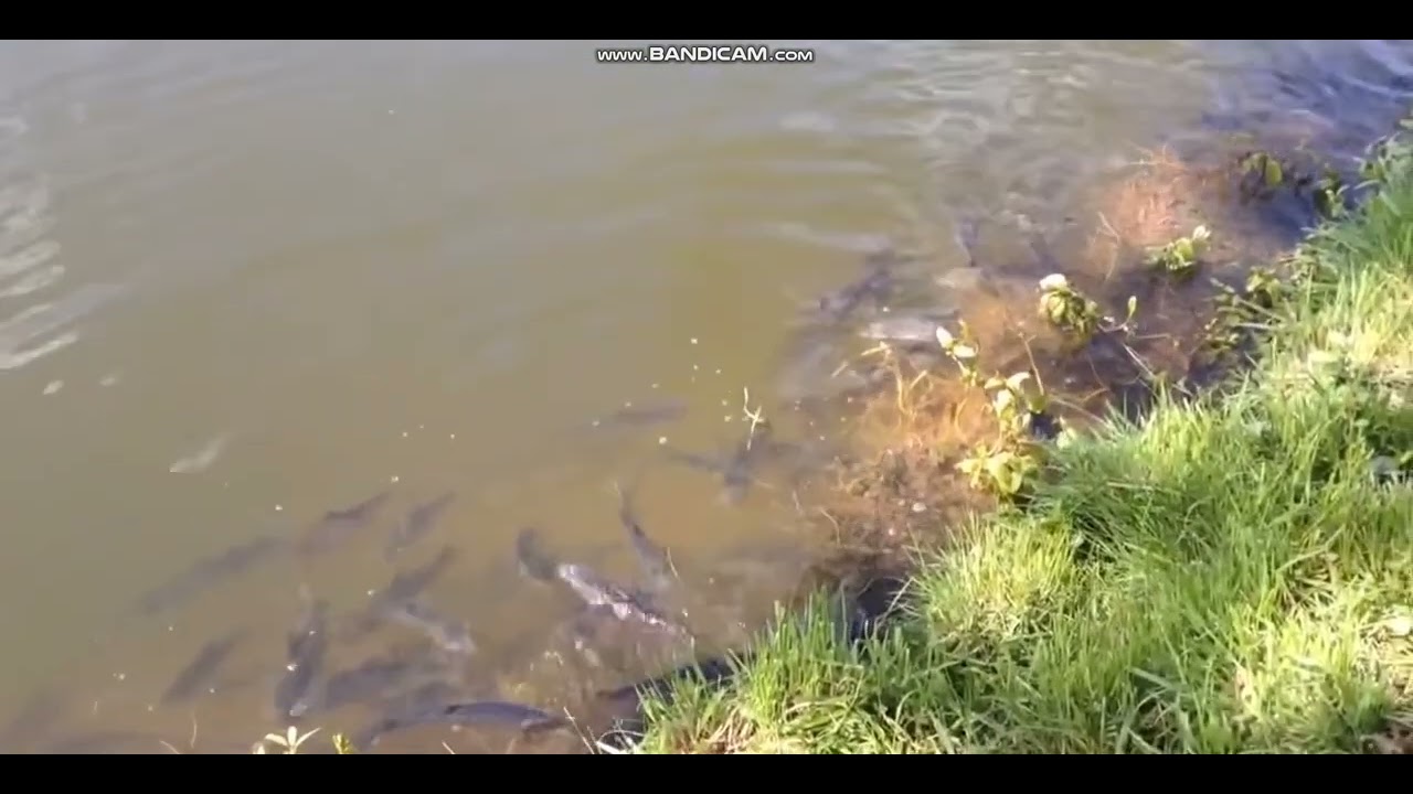 Tarło płoci