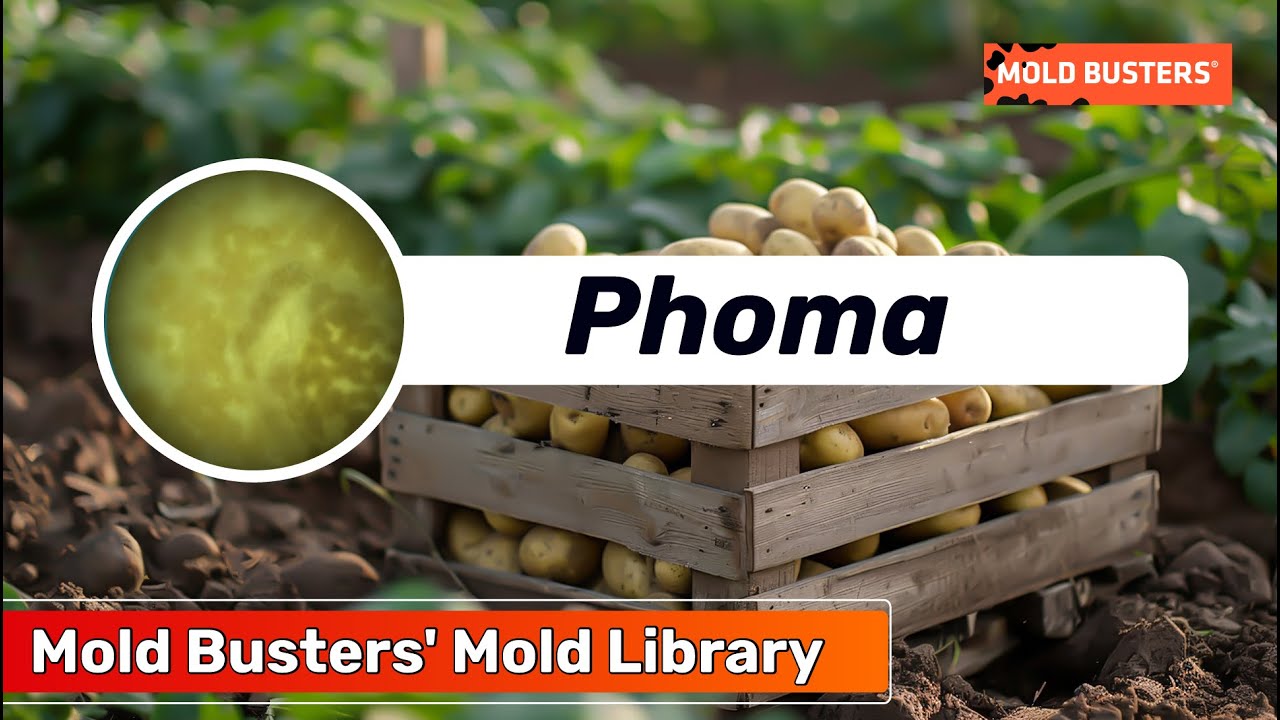 Phoma - Mold Library