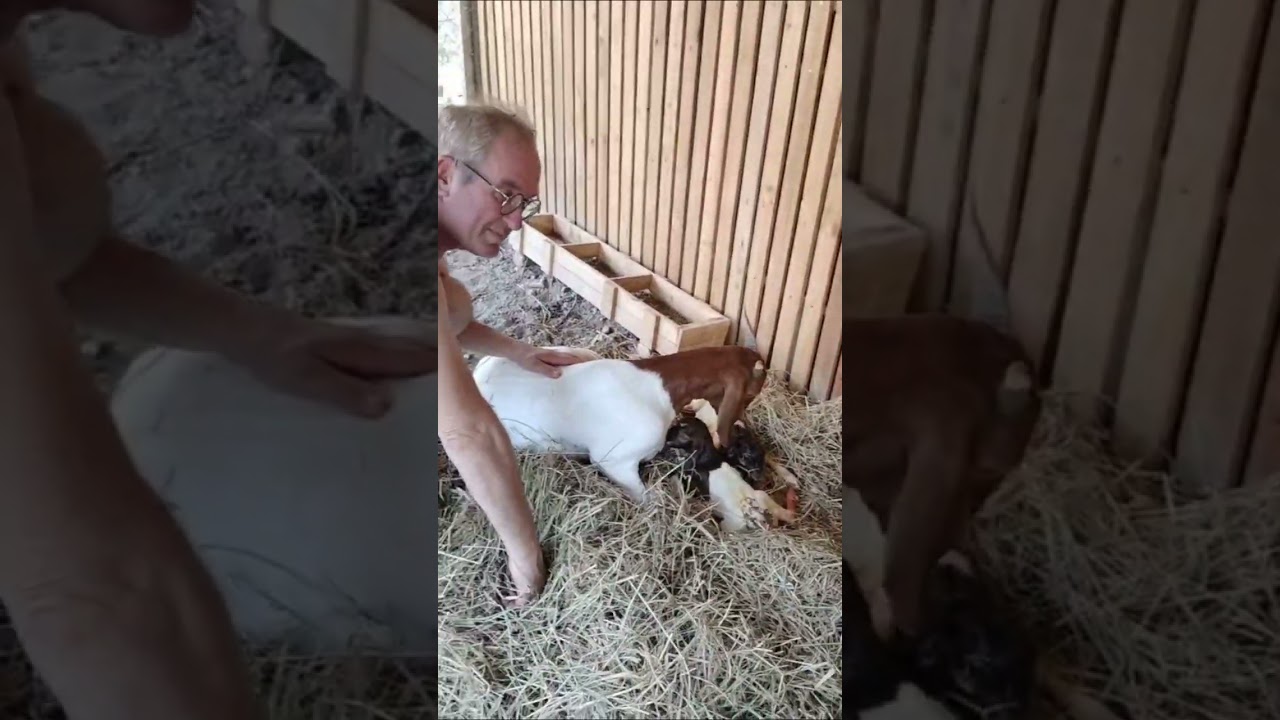 Geit bevalling  Goat birth 18 April 2024 @ Sanphan​ Farm​ The​ Dutch​ Farmer Paul