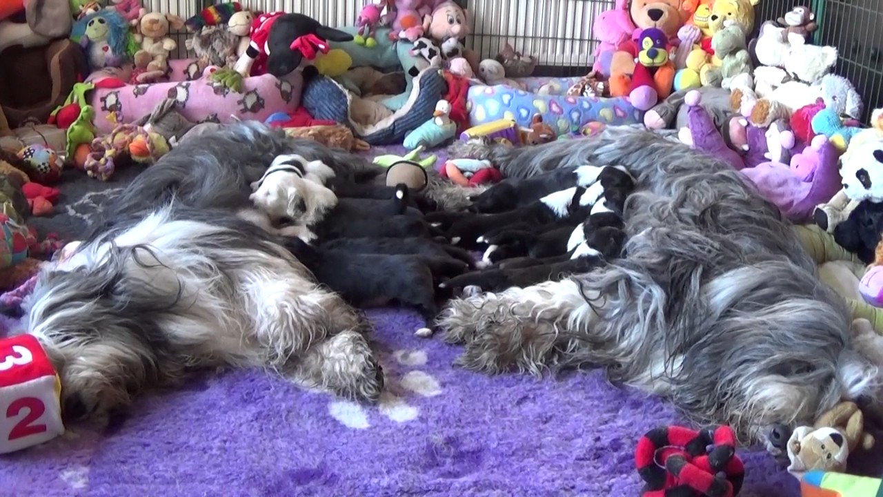 Bearded Collie puppies 13 January 2017