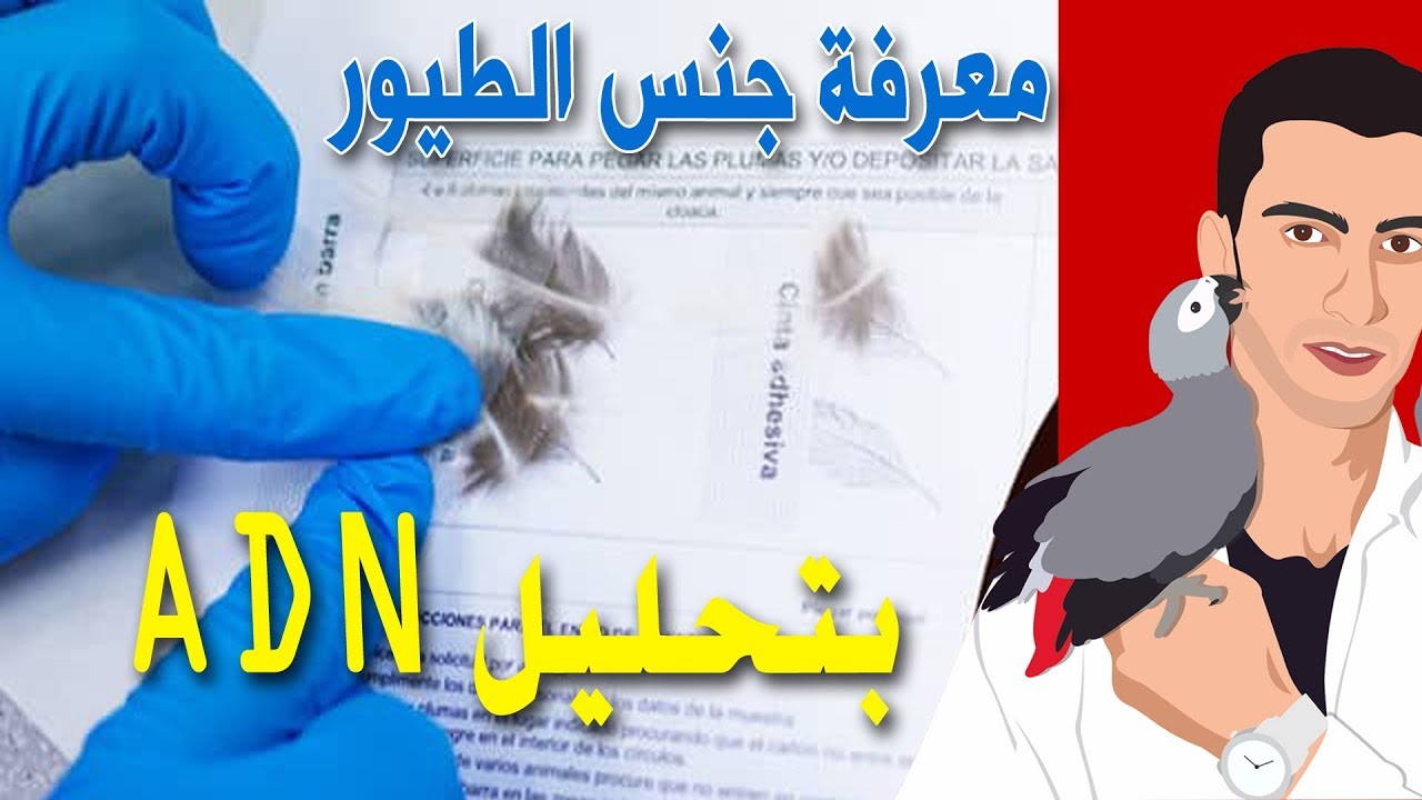 (18)كيفية معرفة جنس الطائر من خلال تحليل ADN عبر الأنترنيت