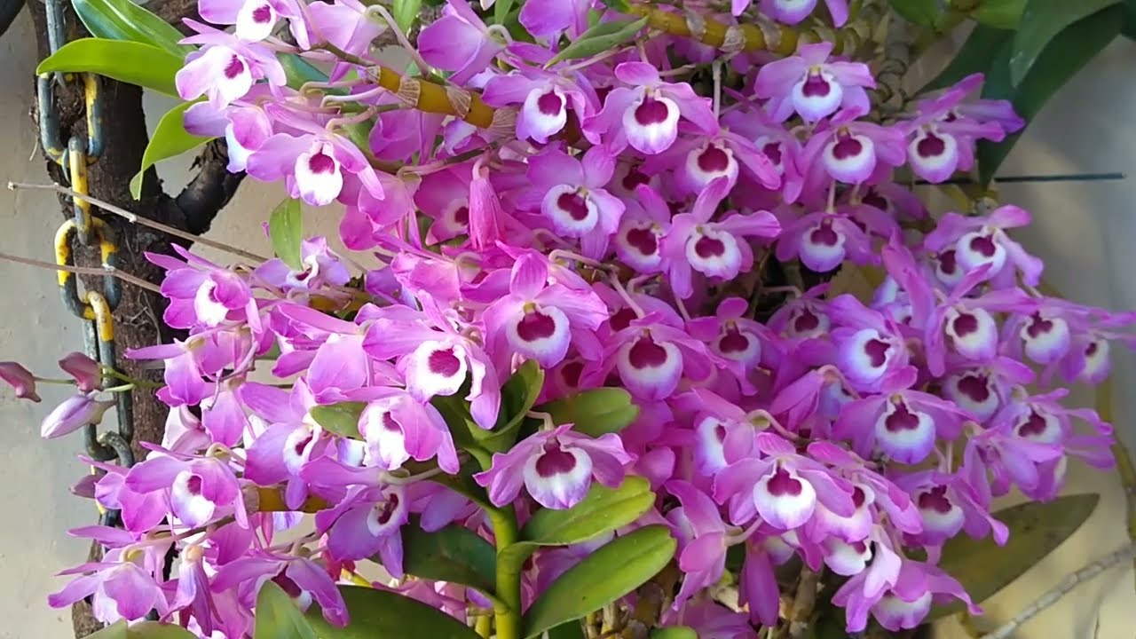 DENDROBIUM E DENPHAL! SEGREDO DE FLORAÇÃO!