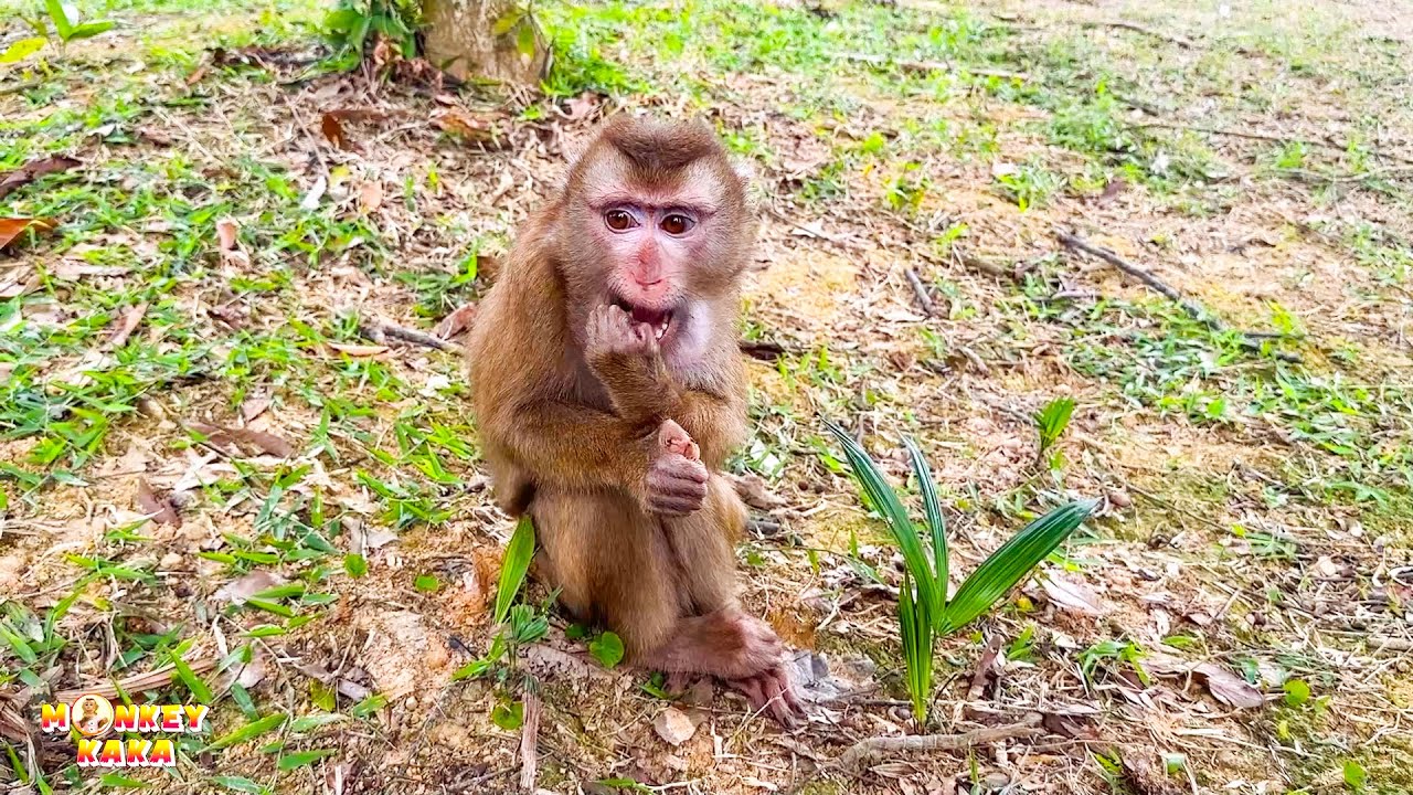 Monkey Kaka is sad and depressed when her can't hug her dad