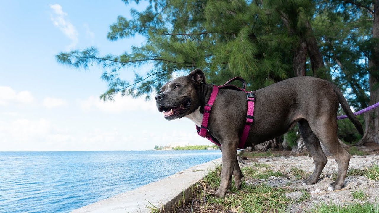 Morning Walk With a Blue American Staffordshire Terrier