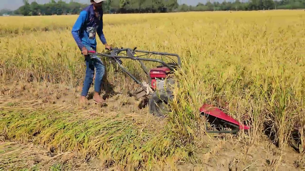 Perfect Rice Cutting in Golden Fields 🌾 | Relaxing Farm Video 