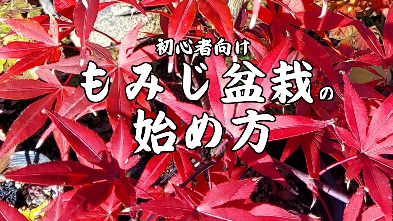 初心者向け　もみじの盆栽の始め方