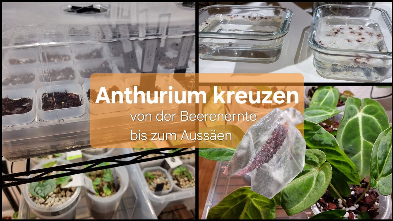 Anthurium kreuzen - von der Beerenernte bis zum Aussäen der Samen auf organisches Substrat 🌱