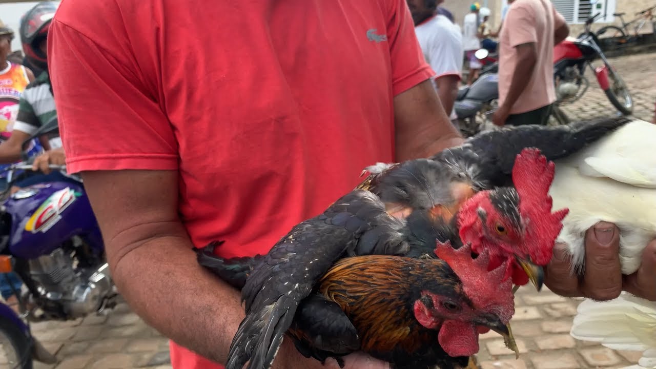 FEIRA DA GALINHA DE CAPIM GROSSO - BA