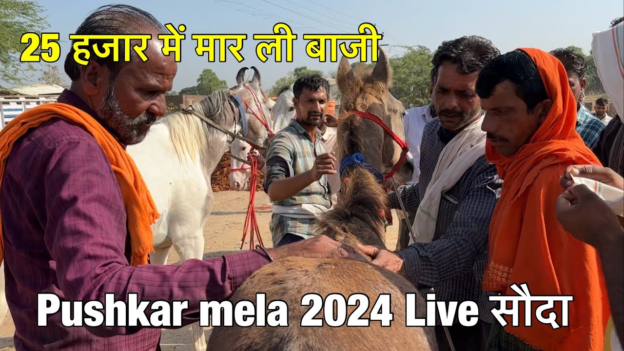गाड़ी का भाड़ा देना है 25 हजार ही दे भाई | pushkar mela 2024 live souda | Pushkar mela update