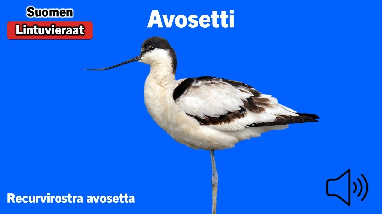 Avosetti - Recurvirostra avosetta - Pied Avocet - skärfläcka - RECAVO