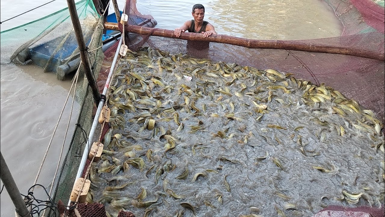 Cận cảnh kéo lưới thu hoạch cá trê vàng rặc hầm cá lớn giá cá lại sụt nữa 