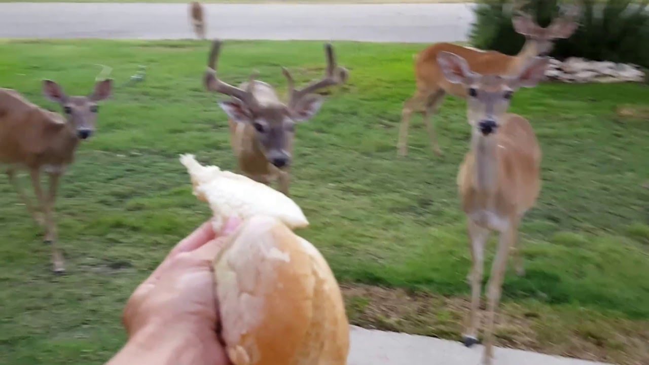 Hand Feeding Deer in Front Yard.