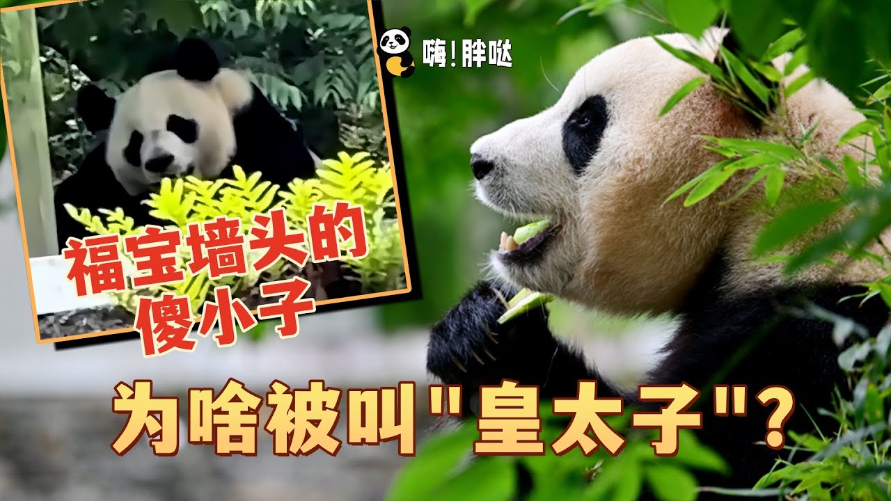 福宝的邻居、墙头出现的傻小子，竟是“皇太子”？苹果陪嫁带回来的草和和的故事