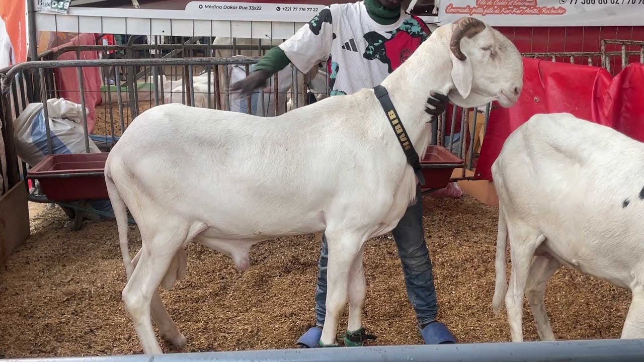 FODDAK BERGERIE MOUSSA TRAORE