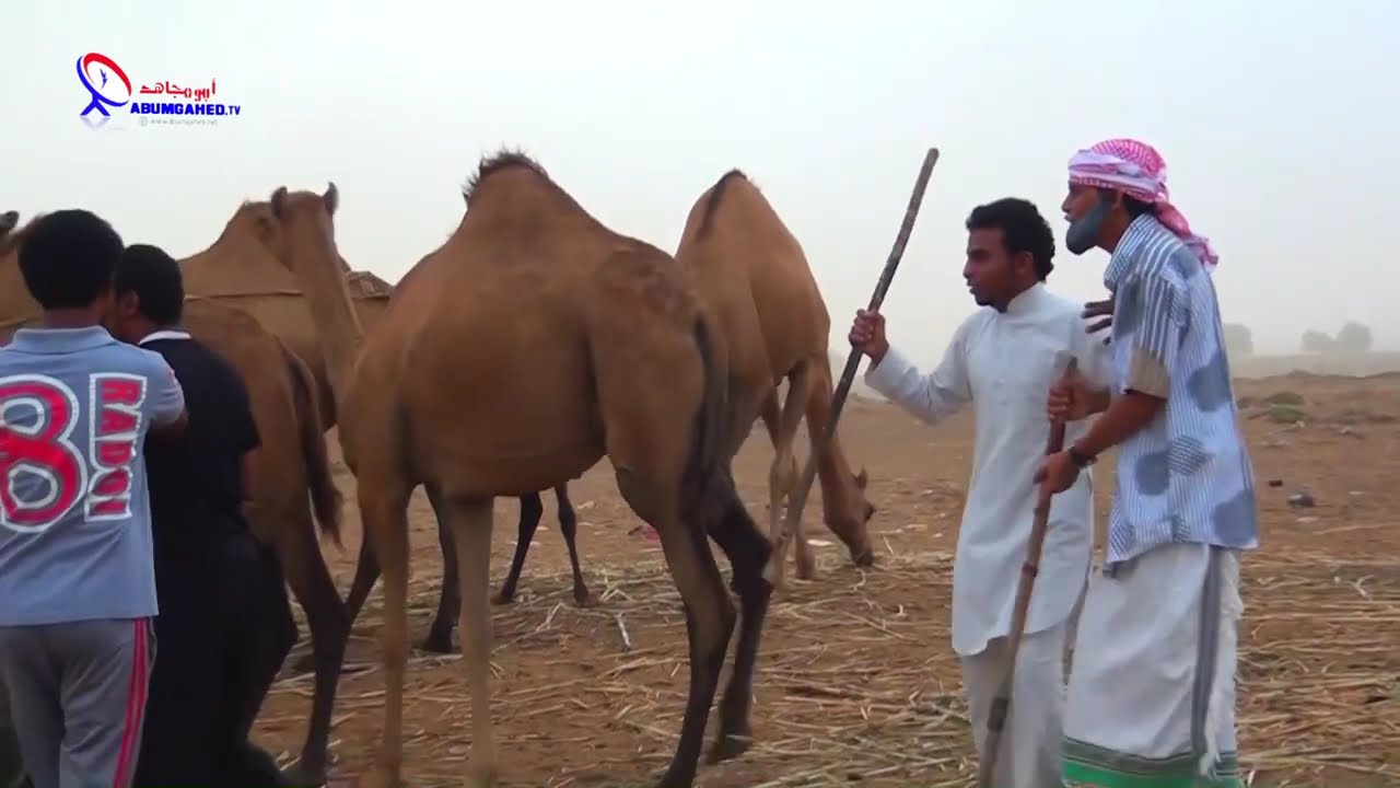 راعي الكحيلة