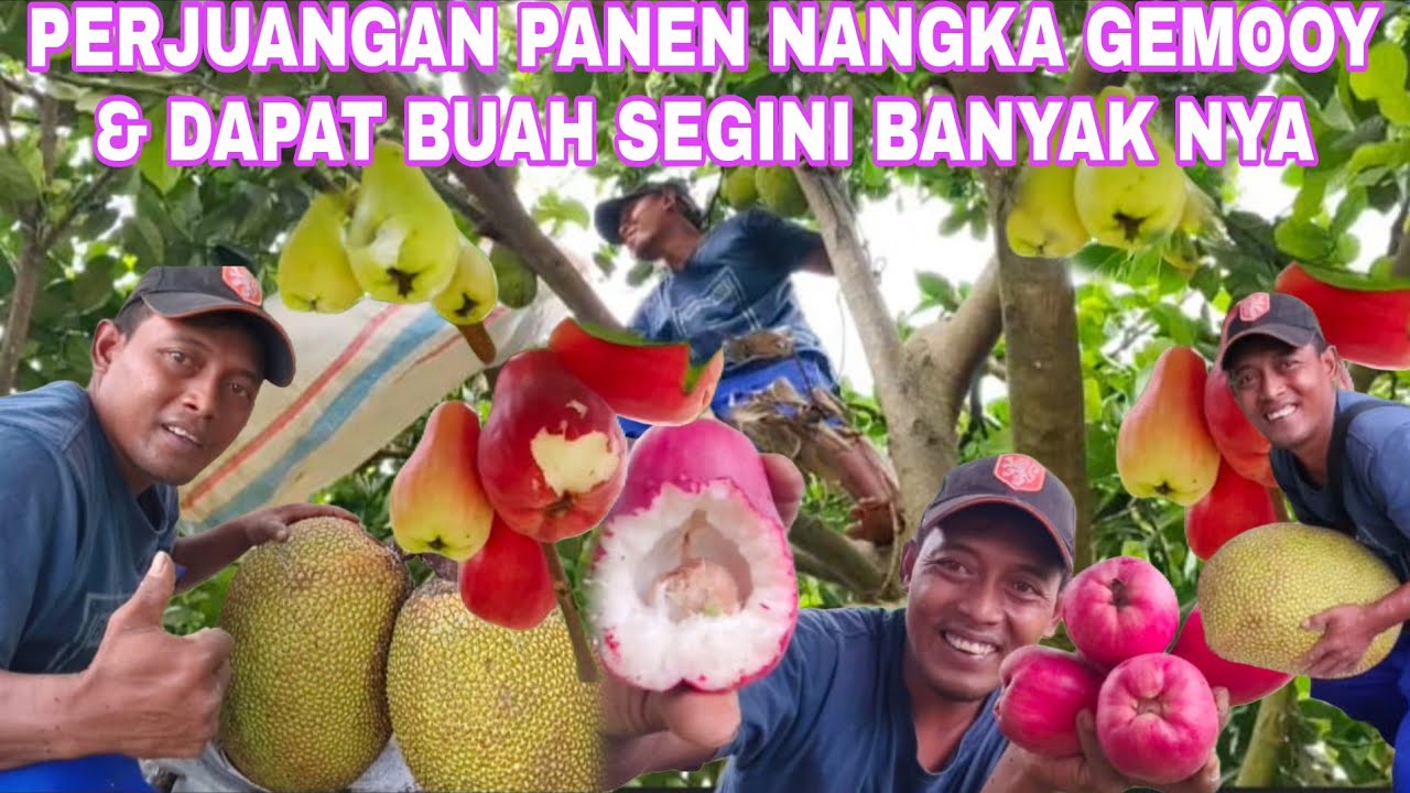 PERJUANGAN PANEN NANGKA GEMOOY & DAPAT BUAH SEGINI BANYAK NYA