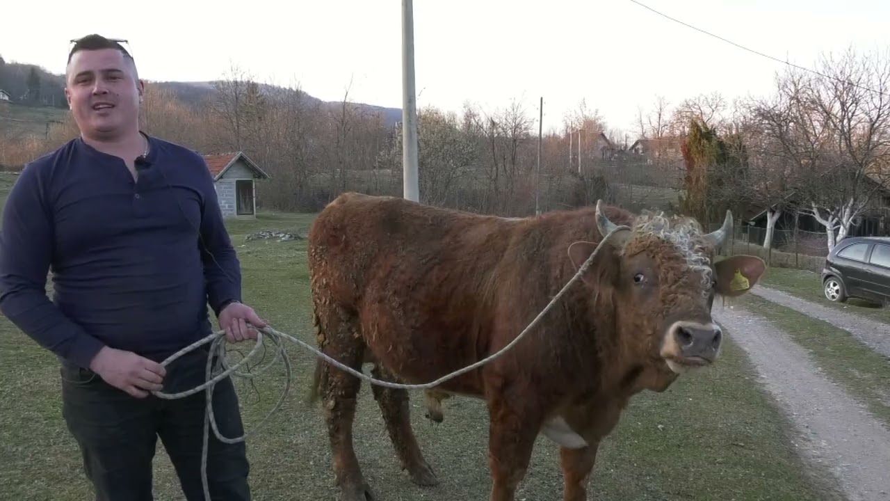 - GAJIĆI UGOSTILI PRIJATELJE I PREDSTAVILI BIKOVE, BIJELOGA I ZEĆAVCA