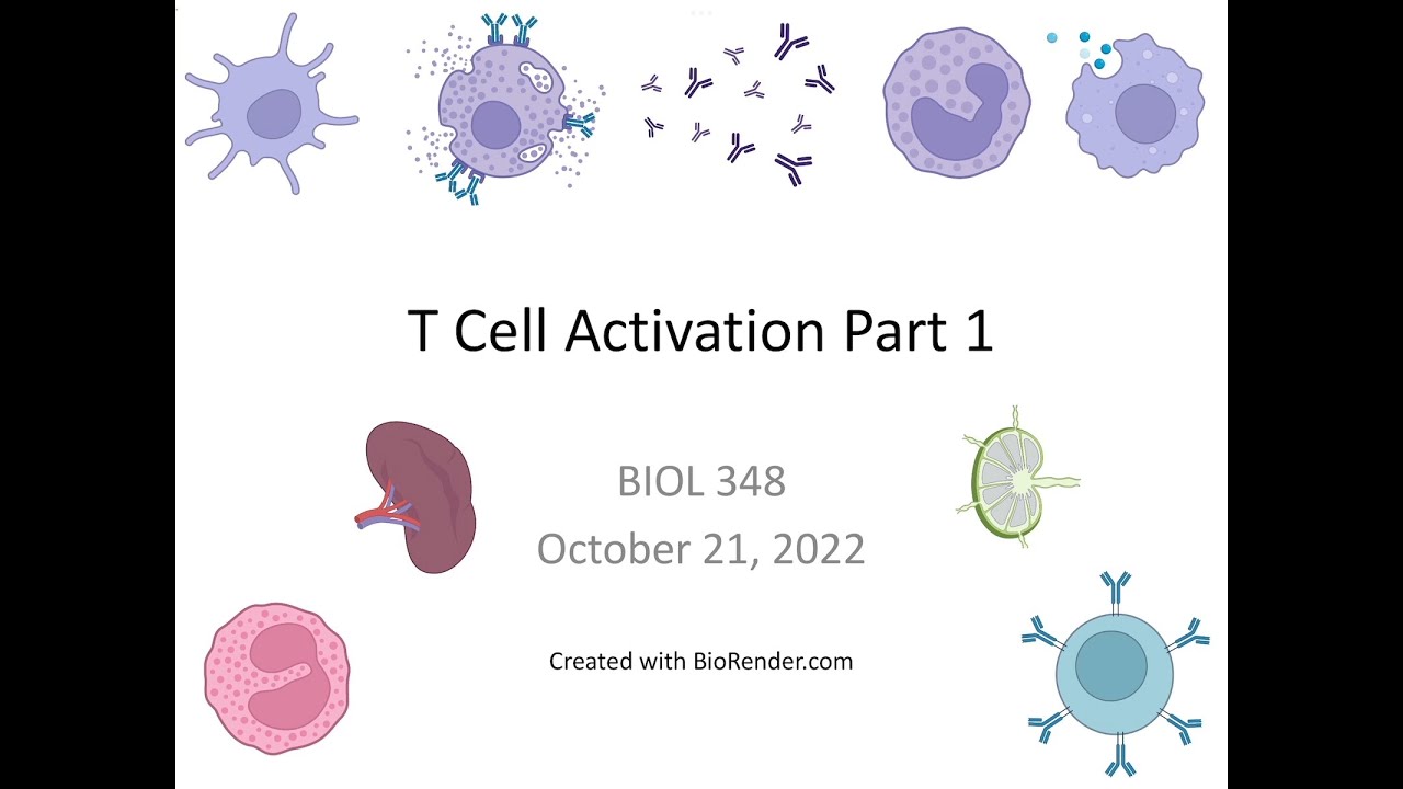 Immunology Fall 2022: Lecture 21 T Cell Activation 1