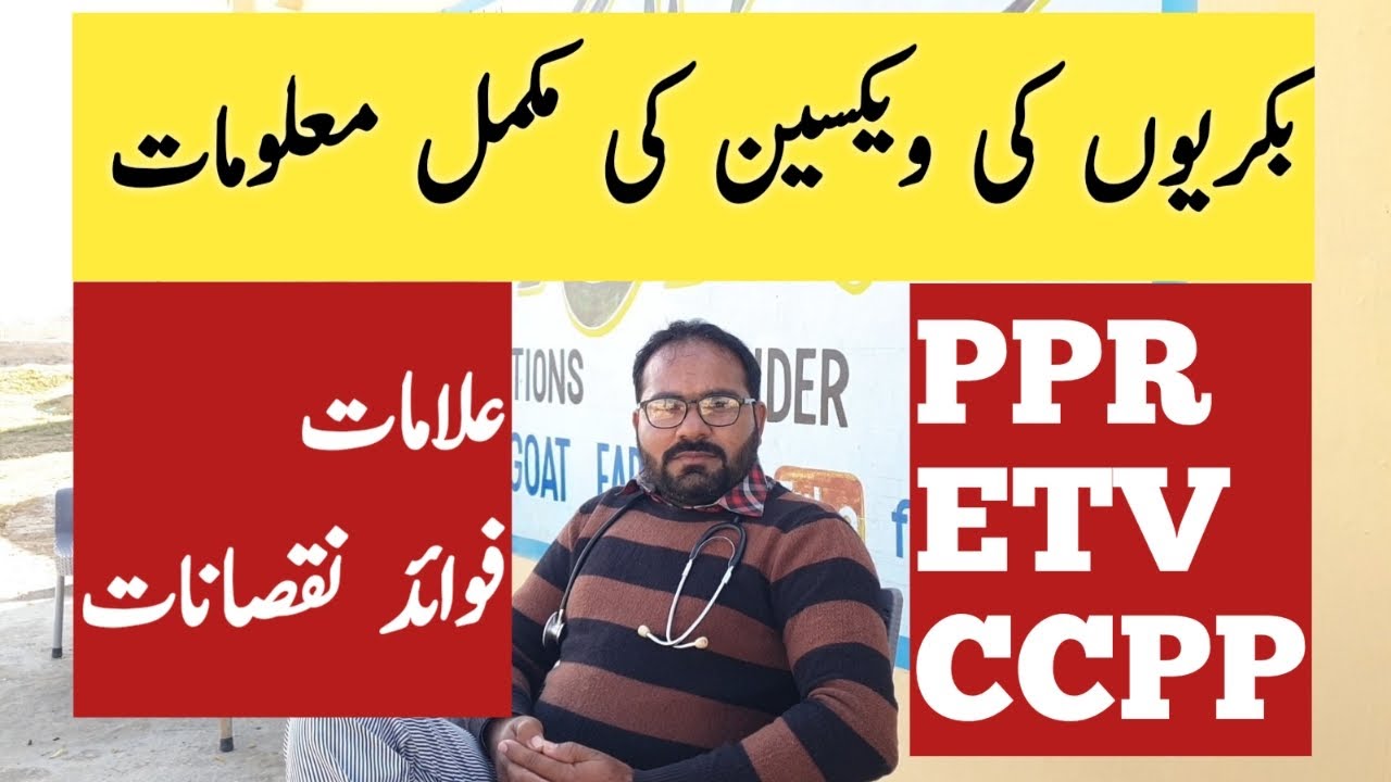 Goats Vaccine Schedule PPR, ETV & CCPP Complete Information. Goat Farming in Pakistan. Ch Majid