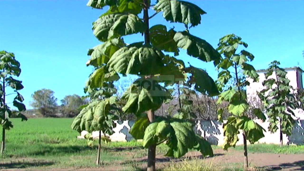 Paulownia, ja pema e rrallë që rritet e kultivohet në fshatin Bushat