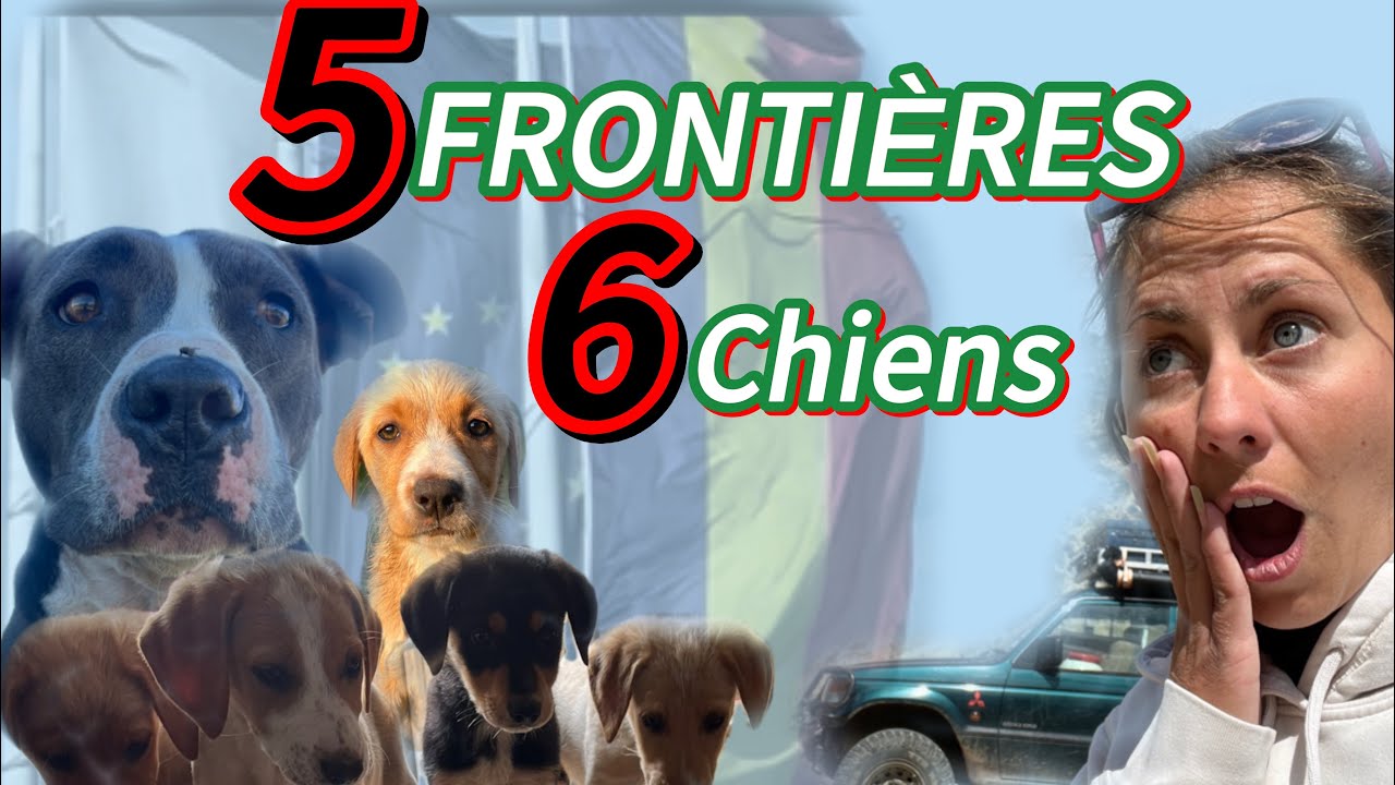 Sauvetage : j’essaie de traverser 5 frontières avec 6 chiens en 4x4
