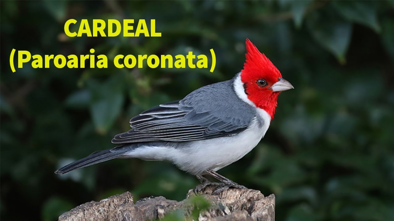 Cardeal (Paroaria coronata) 30 Minutos Direto